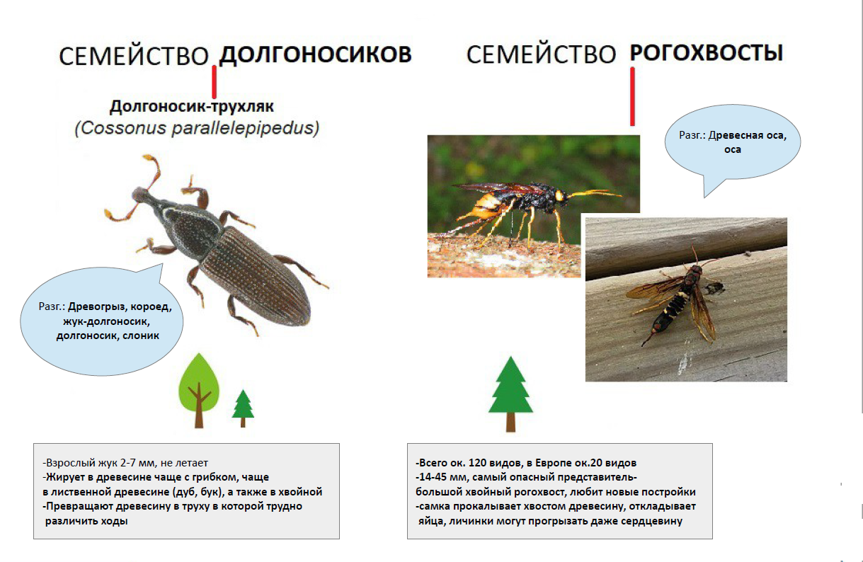 Какие жуки могут жить в деревянном доме. Виды - Дезцентр-Русь